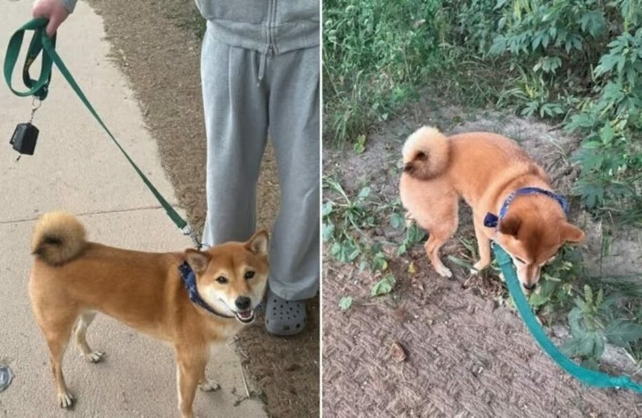 清渓川遊歩道を歩き回るペット犬(c)MONEYTODAY