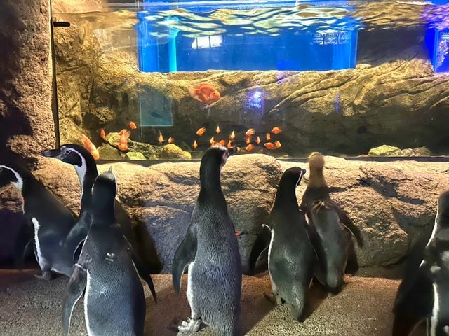 「ペンギン散歩～お魚水槽見学ver～」の様子（写真提供：ゼロ距離水族館伊勢シーパラダイス）