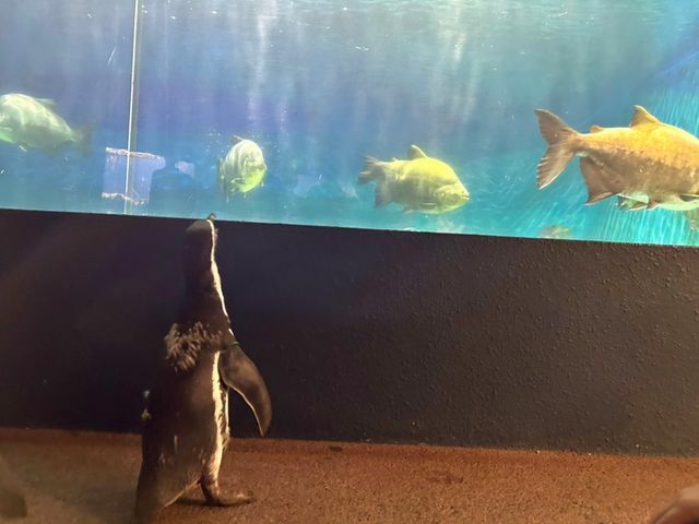 「ペンギン散歩～お魚水槽見学ver～」の様子（写真提供：ゼロ距離水族館伊勢シーパラダイス）