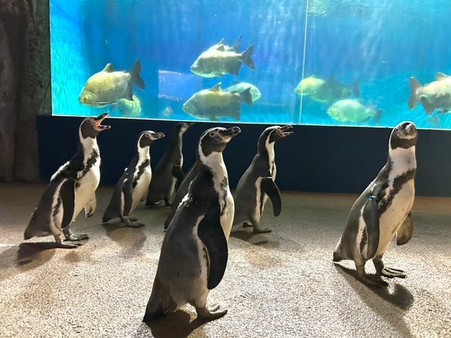 「ペンギン散歩～お魚水槽見学ver～」の様子　（写真提供：ゼロ距離水族館伊勢シーパラダイス）