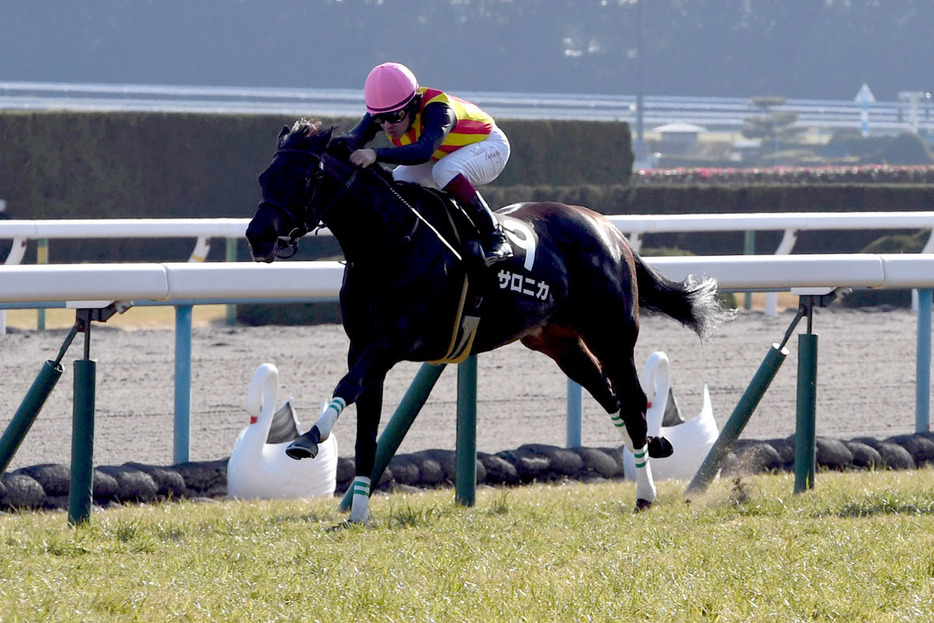 母サロニカは２０１７年のエルフィンＳを制した