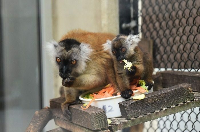 クロレムールの「つむぎ」（右）と母親の「つぼみ」＝7月、名護市のネオパークオキナワ