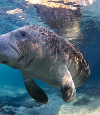 現生のマナティ　photo by gettyimages