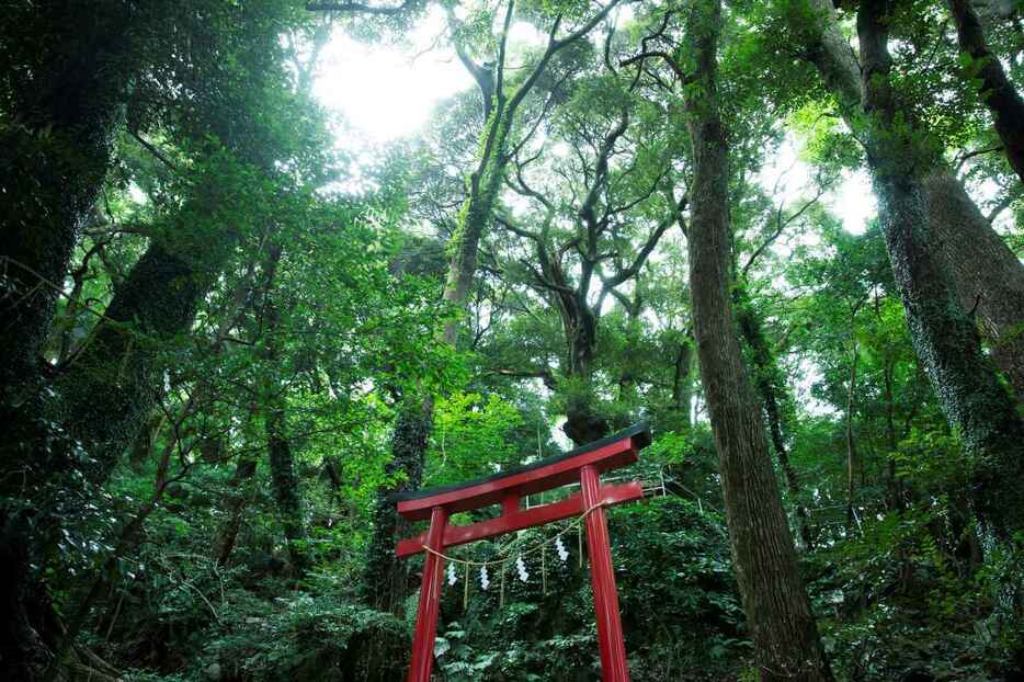 森に抱かれるように立つ朱塗りの鳥居のなんと美しいことか　 PHOTOGRAPH BY YUKO CHIBA