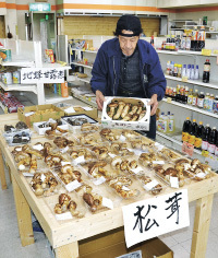 収穫が本格化した川島産のマツタケ＝辰野町のタナカストア