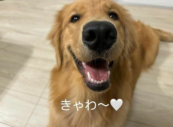 取材当時、生後9カ月になったパルちゃん。まだまだ成長中で、どのようなおとなの犬になるのか楽しみ！