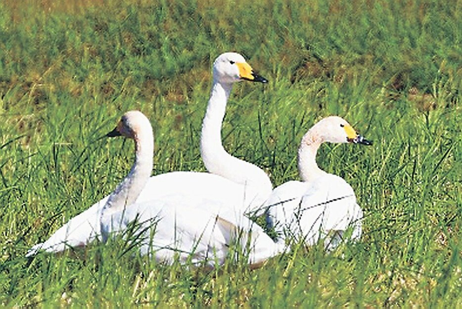 田んぼで羽を休めるハクチョウ＝富山市八尾町舘本郷（宮橋一司さん撮影）