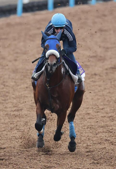 キングズパレス＝美浦トレセン（撮影・塩浦孝明）