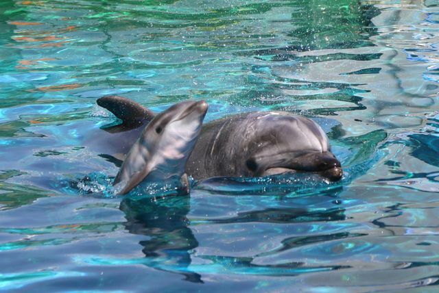 人工授精により誕生したバンドウイルカの赤ちゃん（画像提供：名古屋港水族館）