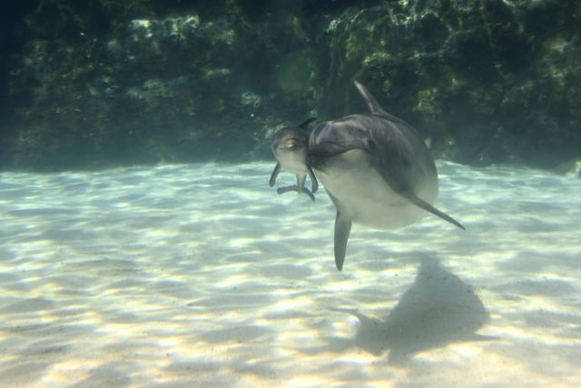 寄り添って泳ぐ親子（画像提供：名古屋港水族館）