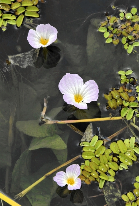 ミズオオバコの花の拡大写真