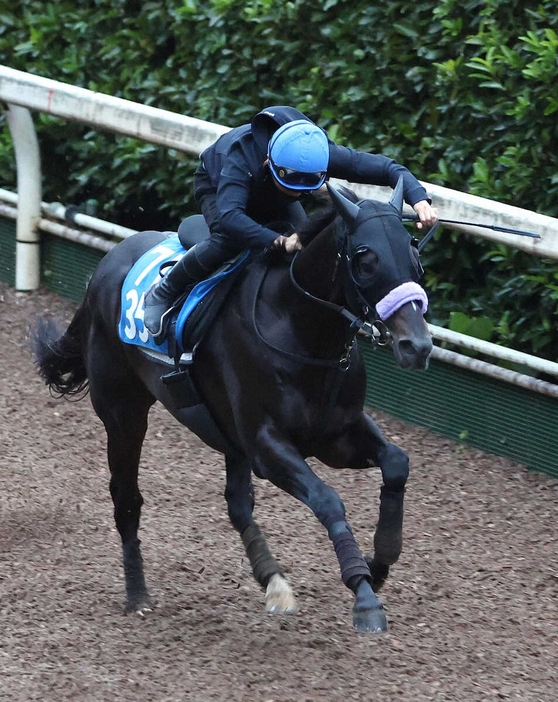 佐々木大輔を背に坂路を単走で追い切るショウナンバシット