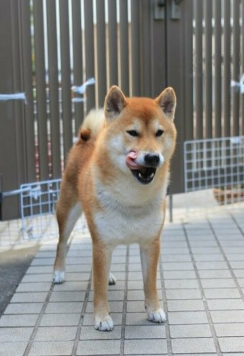 かつては愛玩よりも番犬目的で犬を飼うことが多かった　※画像はphotoACより