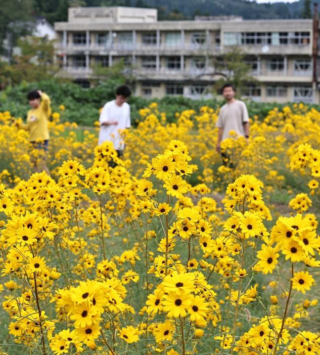 見頃を迎えたヤナギバヒマワリ=10月7日、上越市安塚区