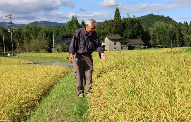 実った普通期水稲を確認する生産者。県内産地は盗難を警戒する＝９月下旬、えびの市大河平