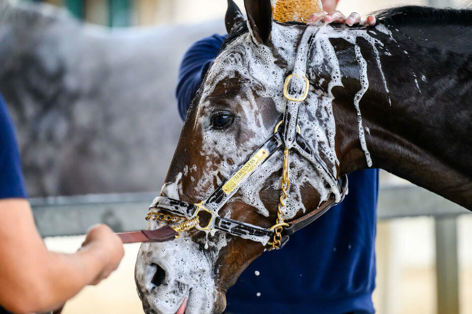 28日朝、洗われるフィアースネス（（C）Carlos Calo／Eclipse Sportswire／Breeders Cup）