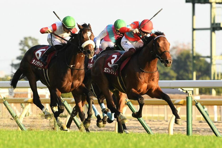 2022年のGⅡ東京スポーツ杯2歳Sを勝ったガストリック（撮影・奈良武）