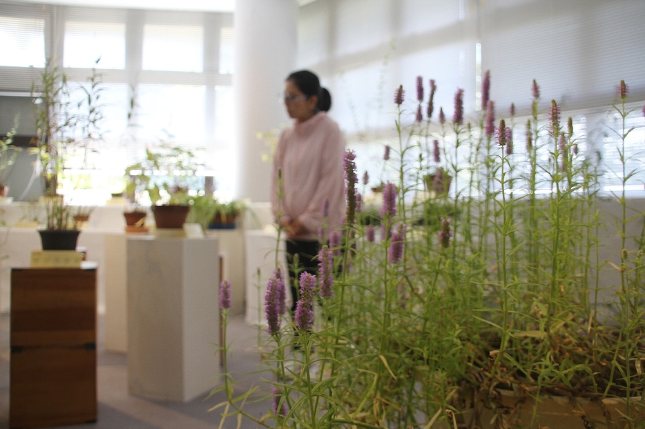 ミズトラノオなどの花が楽しめる秋の山野草展＝兵庫県丹波市青垣町山垣で