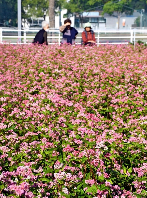 住宅地の一角に咲く赤いソバ「高嶺ルビー」の花＝益田市乙吉町