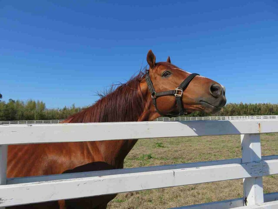 九州種馬場で繫養されているケープブランコ（九州軽種馬協会提供）