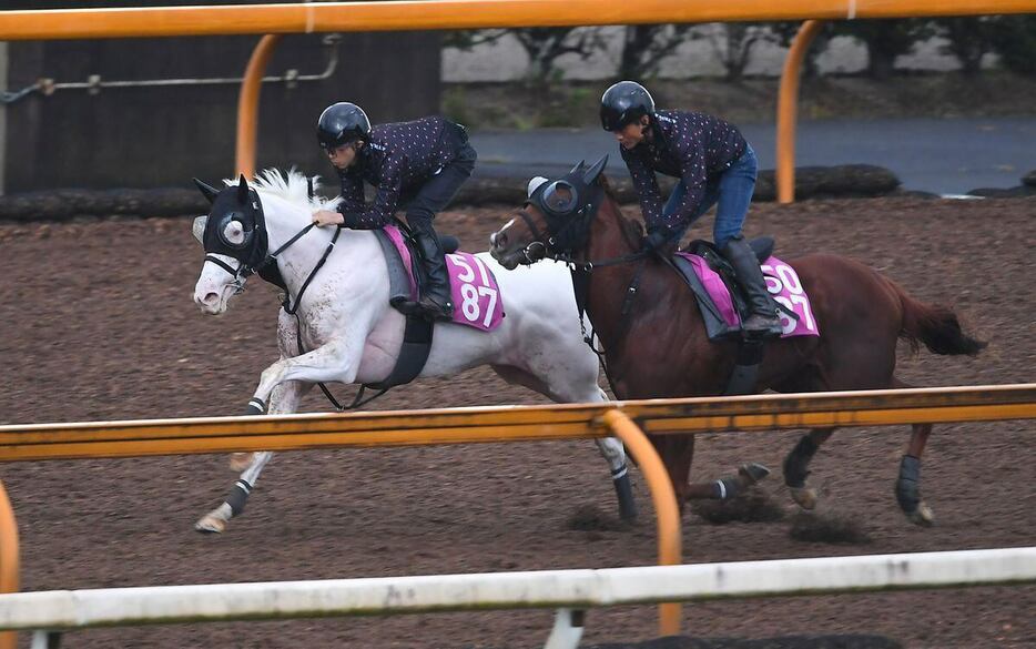 CWコースを馬なりで伸びたゴージャス＝栗東トレセン（撮影・岩川晋也）