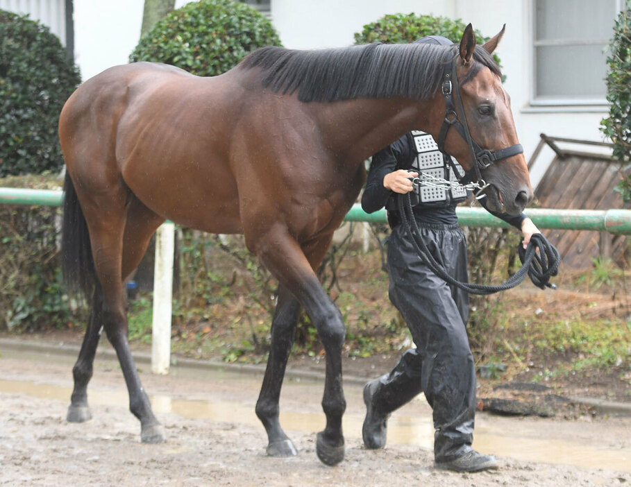 ナヴィガトーレは陣営期待の一頭