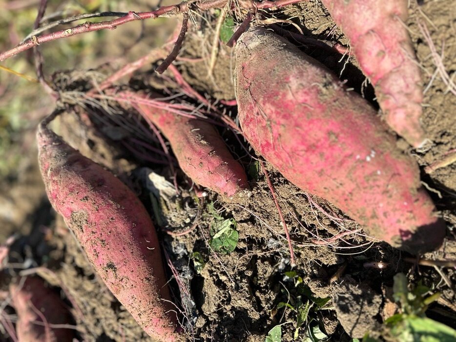 新鮮なサツマイモはどんな調理法でもおいしくなります