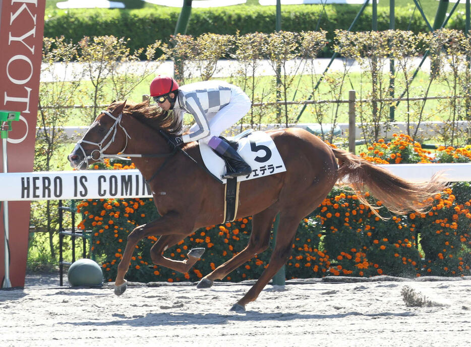 京都3R、後続に大差をつけて新馬戦を楽勝したフェデラー（撮影・白石智彦）