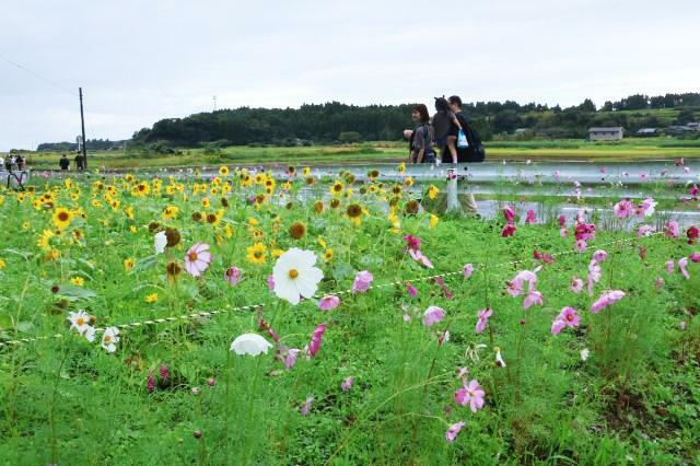 コスモスやヒマワリが咲く中を歩く参加者ら