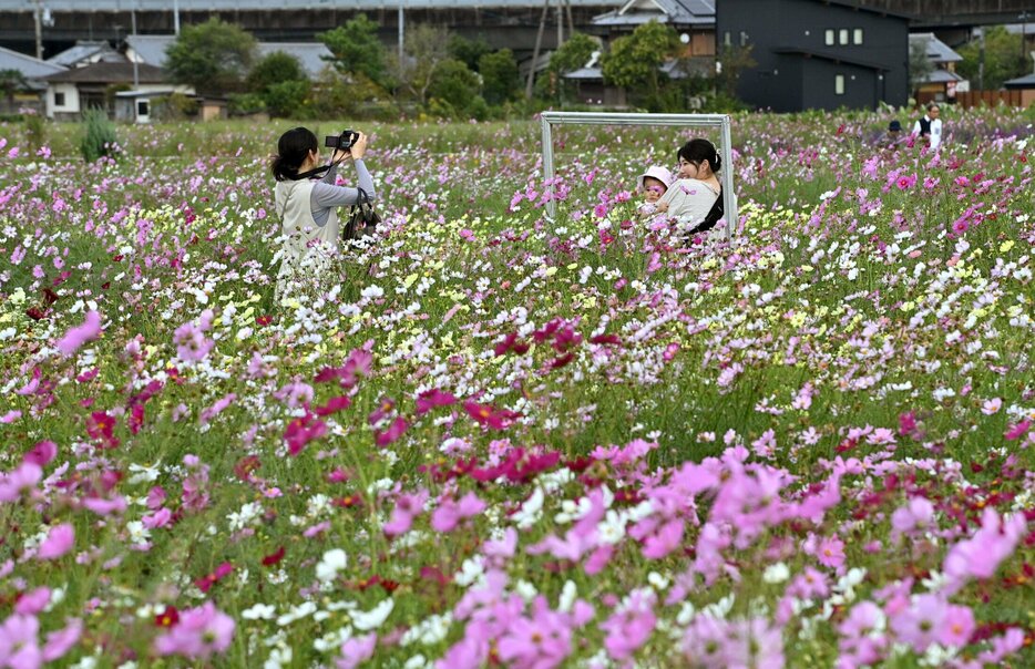 ８００万本のコスモスが見頃を迎えた「京都丹波／亀岡　夢コスモス園」（2024年10月18日、京都府亀岡市吉川町）＝撮影・辰己直史