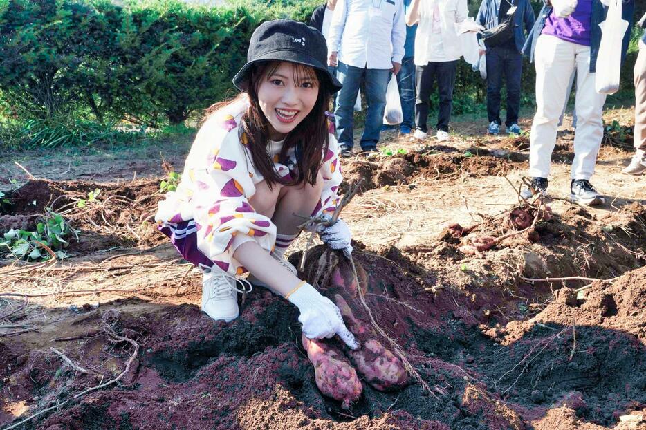 　芋掘りをする石原夏織