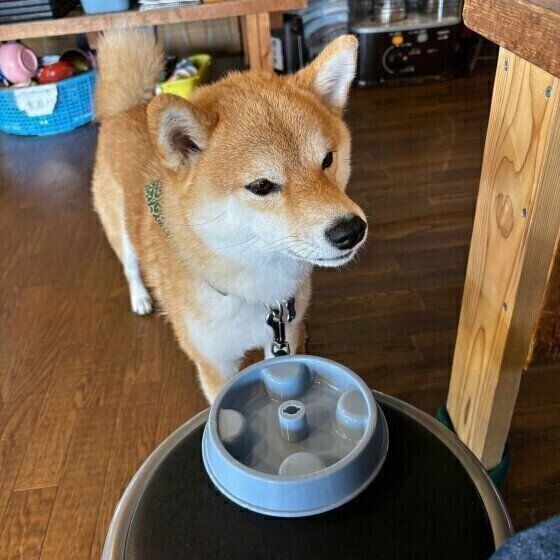 柴犬と早食い防止食器