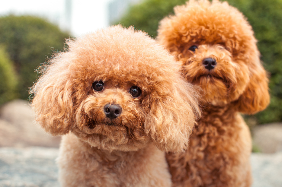 日本ではトイプードルが15年連続で圧倒的な飼育件数に。