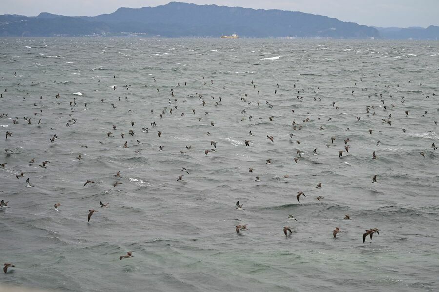 入り江から再び沖合に向かって飛んでいきました。海に散らばっていたオオミズナギドリが集結すると、あのようなことになるとは思ってもみませんでした