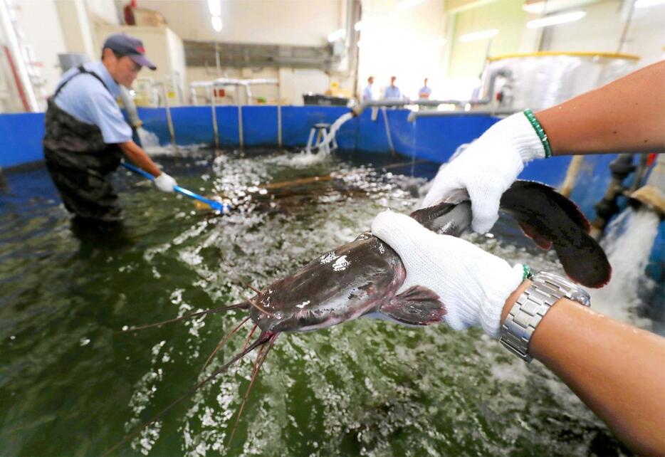 工場内で養殖されているヒレナマズ＝姫路市別所町佐土、ニチリン姫路工場（撮影・辰巳直之）