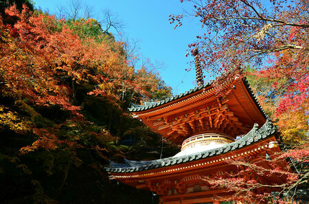 牛滝山 大威徳寺の紅葉。