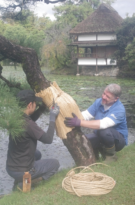 衆楽園で松の幹にこもを巻きつける観光協会の職員=岡山県津山市で