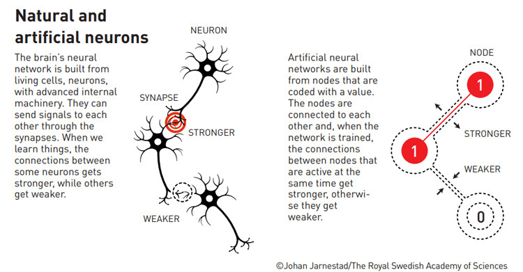 シナプスを介してネットワークをつくる脳の神経細胞の模式図（左）と脳の神経細胞のネットワークの仕組みをまねた人工ニューラルネットワークの模式図（右）（スウェーデン王立科学アカデミー／ノーベル財団提供）