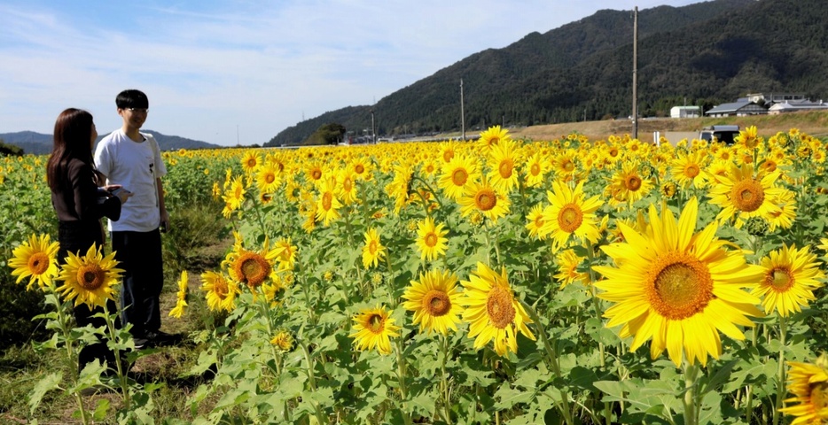 見頃を迎えているヒマワリ＝10月14日、福井県永平寺町吉波