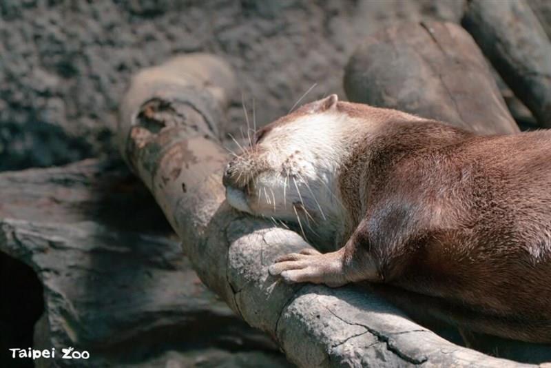 流木に顔をこすり付けるコツメカワウソ＝台北市立動物園のフェイスブックページより