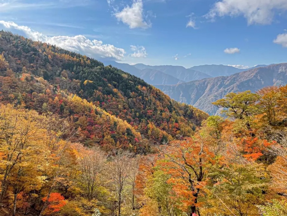 静岡・山伏(やんぶし)