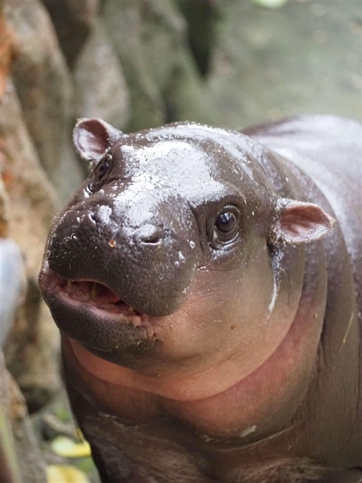 愛らしいムーデン（カオキアオ動物園のフェイスブックより）