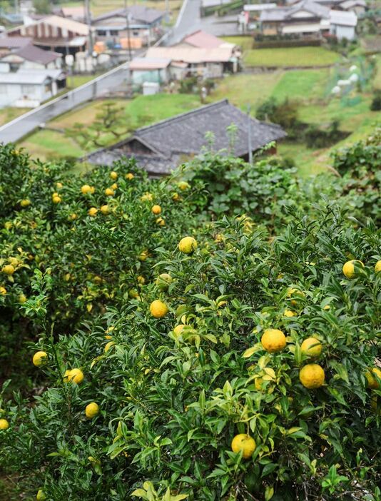 色づきが進むユズ（和歌山県古座川町平井で）