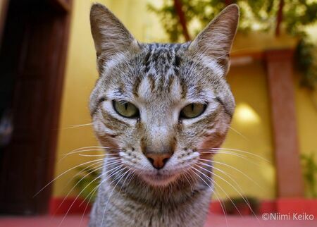 カリブ海の猫旅「なによ、ポーズなんか取っちゃって～」（キューバ）