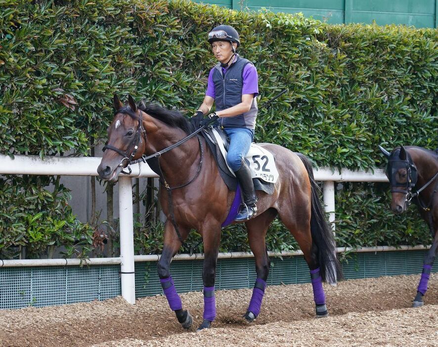 サトノグランツ＝栗東トレセン（撮影・岩川晋也）