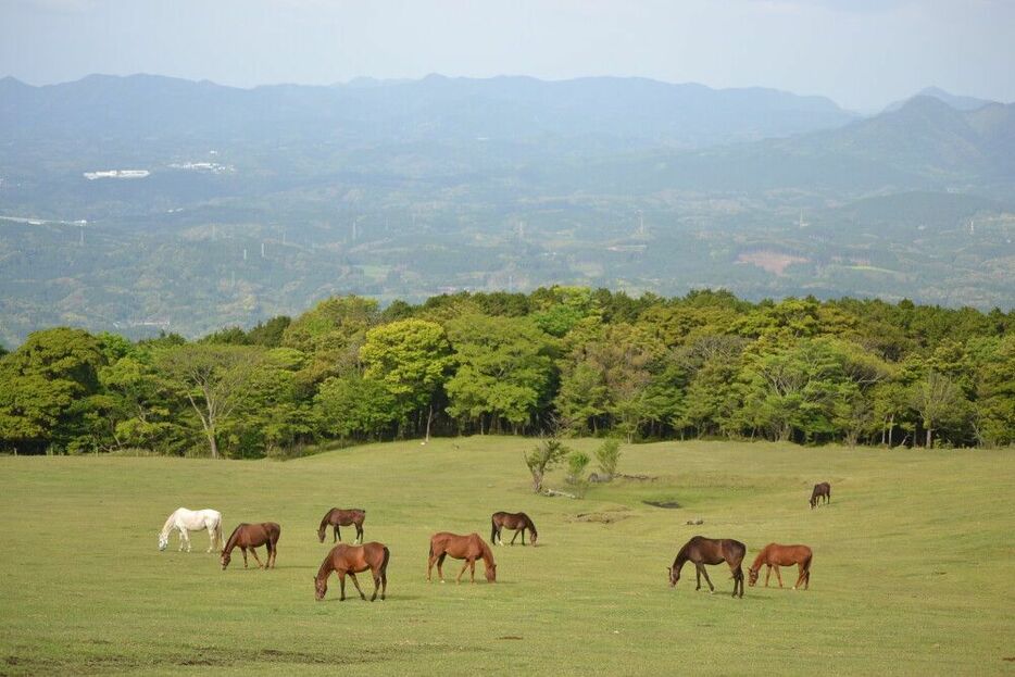 広大な放牧地で草をはむ馬たち