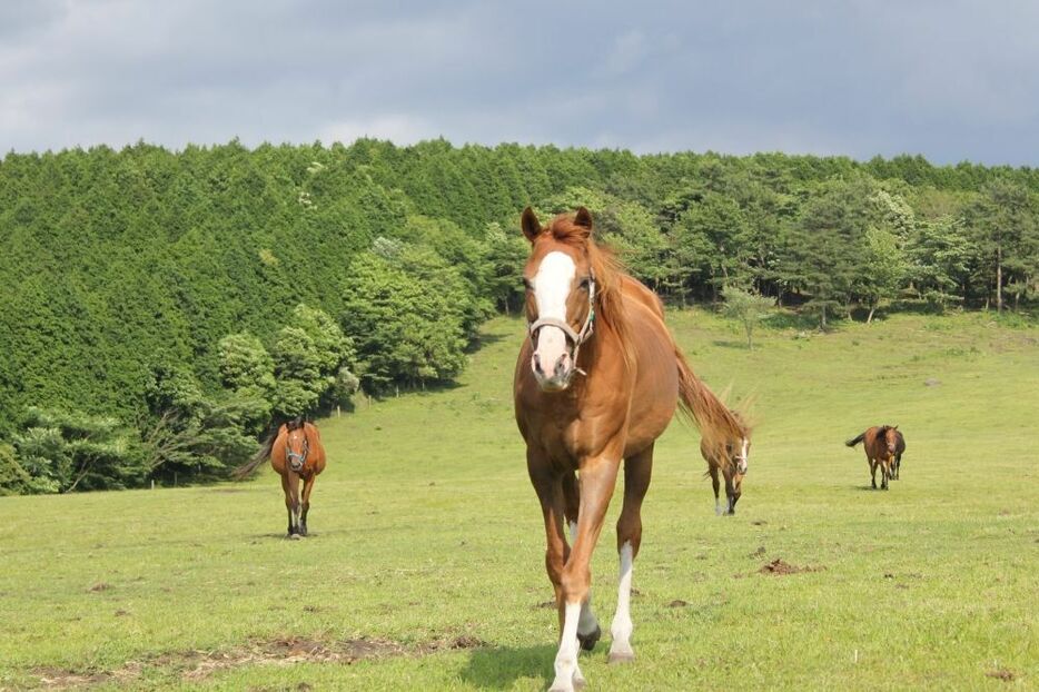 馬の方から駆け寄ってくることがあるかも!?