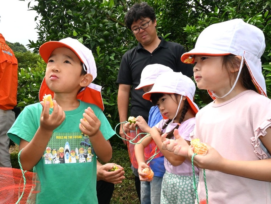 もぎたてのミカンを味わう園児＝伊東市宇佐美の鈴木園