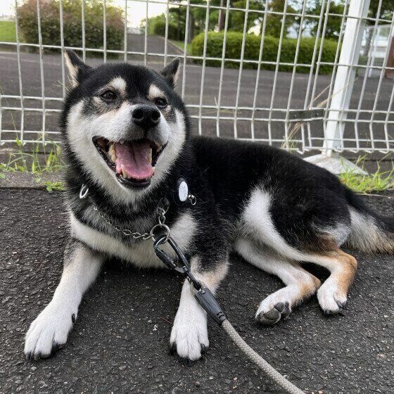 柴犬のてんてんくん