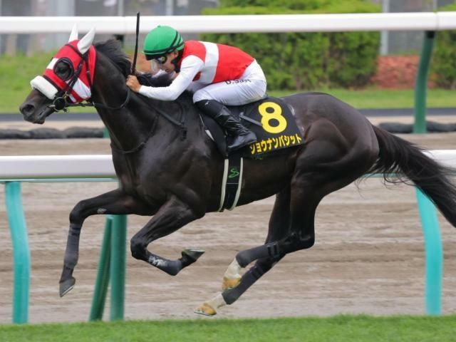 重賞初制覇を目指すショウナンバシット(今年8月撮影、ユーザー提供：ほてらみさん)